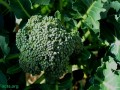 DNA Protection From Broccoli