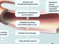 The Leaky Gut Theory of Why Animal Products Cause Inflammation
