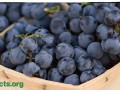 Fat Burning Via Flavonoids