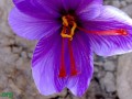 Wake up and smell the saffron