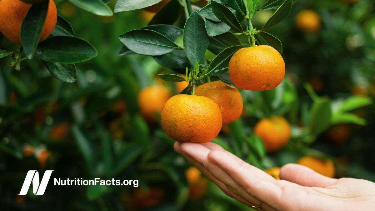 hand reaching for an orange on a tree