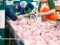 chicken processing plant