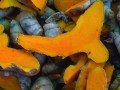 Carcinogen Blocking Effects of Turmeric Curcumin