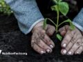gardener planting a plant
