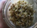 Cooked Beans or Sprouted Beans?