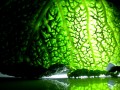 Preventing Alzheimer’s Disease With Plants