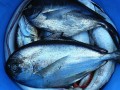 Omega 3s, Prostate Cancer, and Atrial Fibrillation