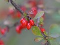 Treating Acne with Barberries