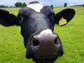 The Protein Combining Myth