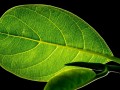 26. How to Regenerate Coenzyme Q10 (CoQ10) Naturally