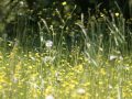 Best Food for Hay Fever (Seasonal Allergies)