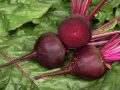 Best Brain Foods Greens and Beets Put to the Test