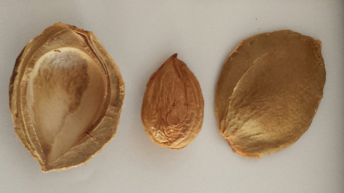 Do Apricot Seeds Work as an Alternative Cancer Cure?
