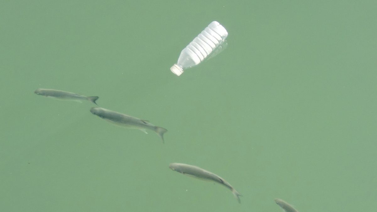 Microplastic Contamination and Seafood Safety