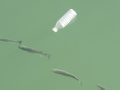 Microplastic Contamination and Seafood Safety