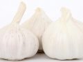 Benefits of Garlic for Fighting Cancer and the Common Cold
