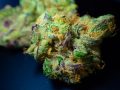 52-03-Does-Marijuana-Cause-Strokes-and-Heart-Attacks