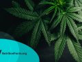 Cannabis for IBD (Inflammatory Bowel Disease)