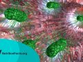 ¿Son válidas las pruebas de la hiperproliferación bacteriana intestinal?