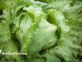 close up shot of fresh lettuce