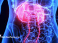 Digital illustration of human pelvic region